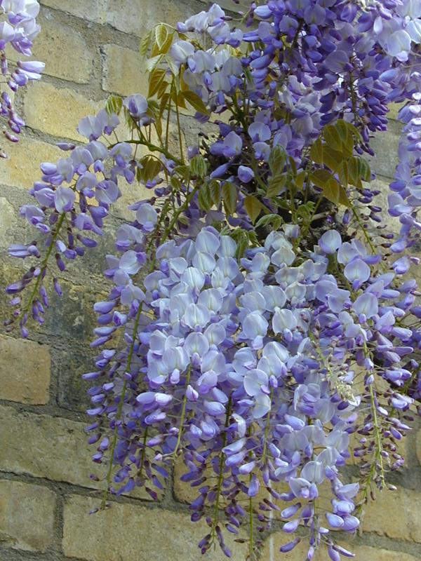 Cambridge, England: Lower Park Street: Wisteria