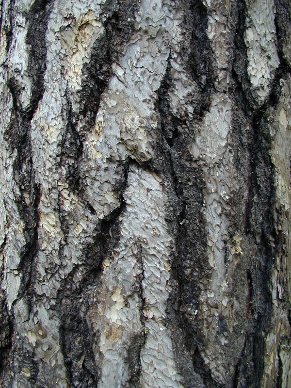 Cambridge, England: Botanic Garden: Pinus nigra salzmannii bark