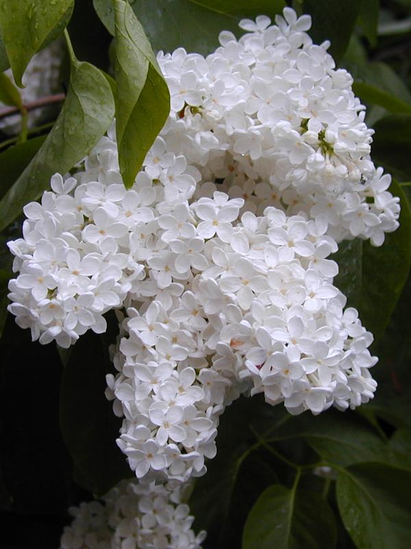 Cambridge, England: Roseford Road: White lilac (Syringa vulgaris)