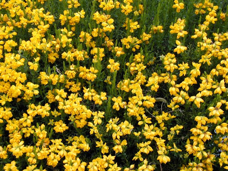 Cambridge, England: Botanic Garden: Spanish Gorse (Genista hispanica occidentalis)