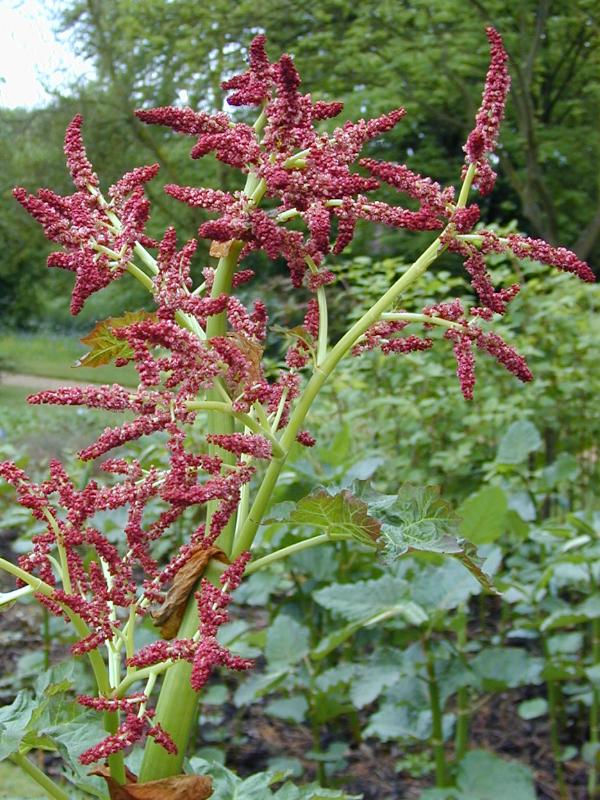 Cambridge, England: Botanic Garden: Rhubarb (Rheum)