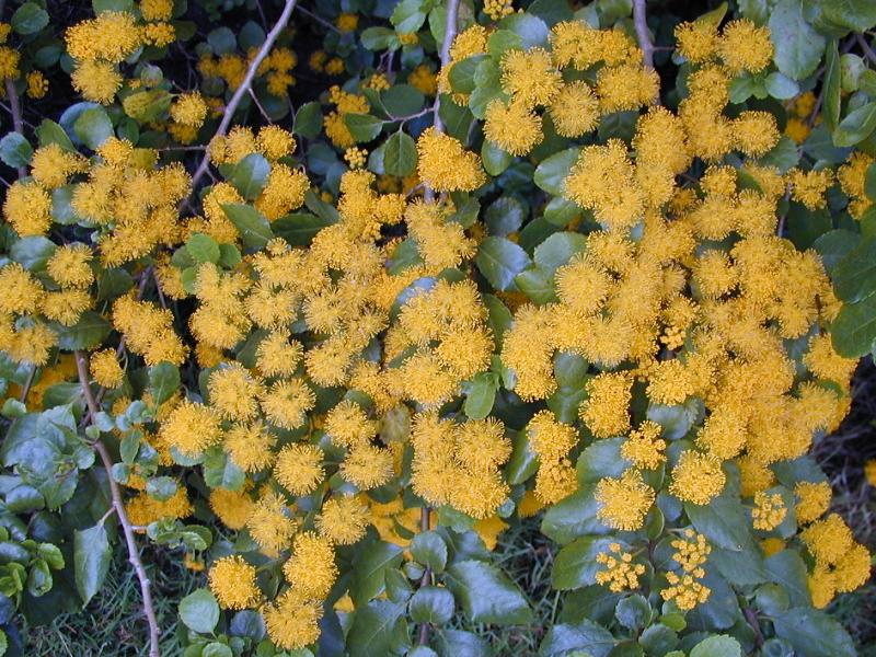 Cambridge, England: Botanic Garden: Azara serrata