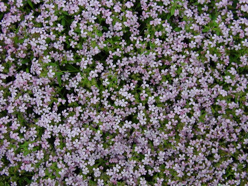 Cambridge, England: Botanic Garden: Saponaria ocymoides