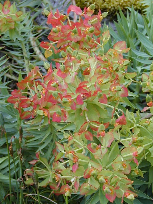 Cambridge, England: Botanic Garden: Euphorbia rigida