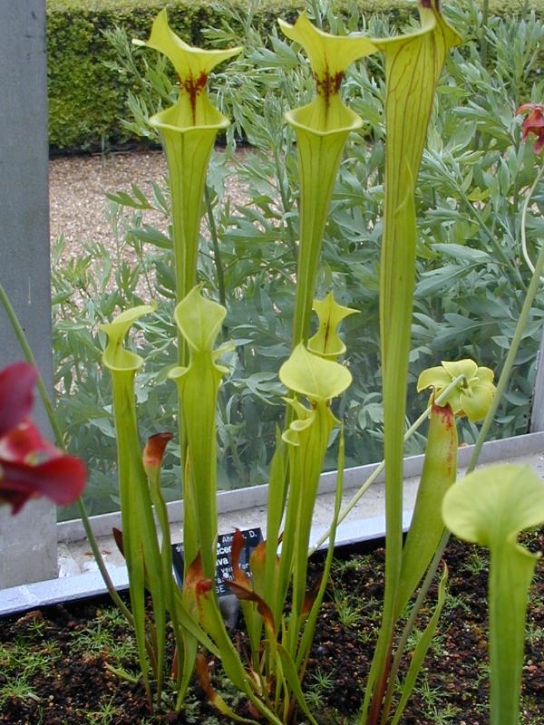 Cambridge, England: Botanic Garden: Yellow Pitcher Plant (Sarracenia flava)