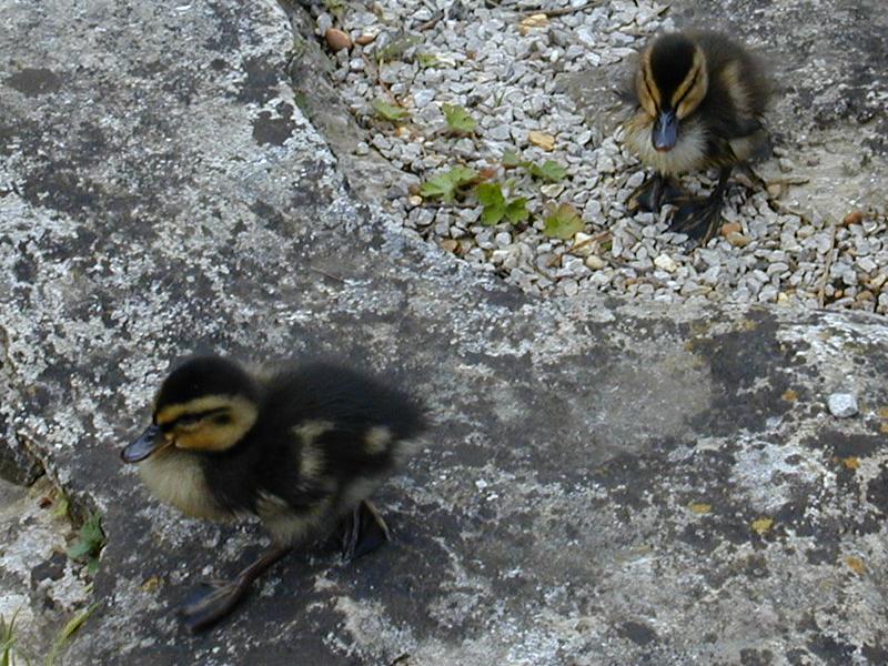 Cambridge, England: Botanic Garden: ducklings out for a walk