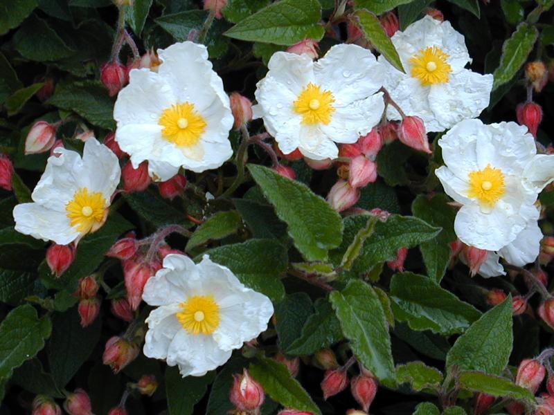 Cambridge, England: Botanic Garden: Rock Rose (Cistus)