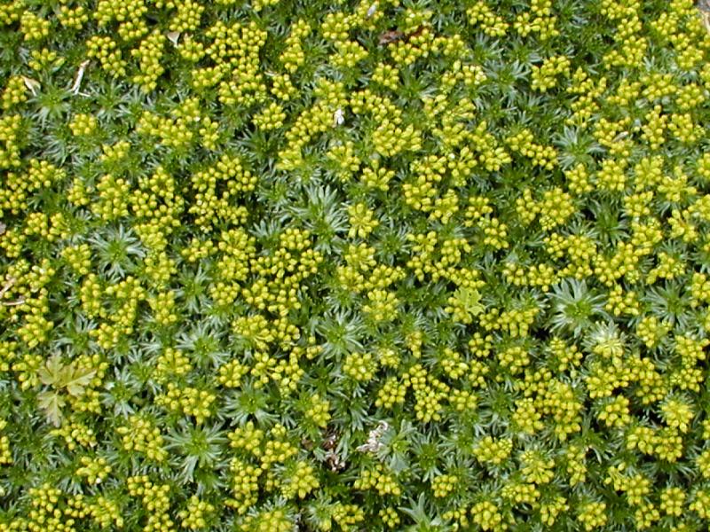 Cambridge, England: Botanic Garden: Azorella trifurcata 'Nana' (Azorella glebaria)