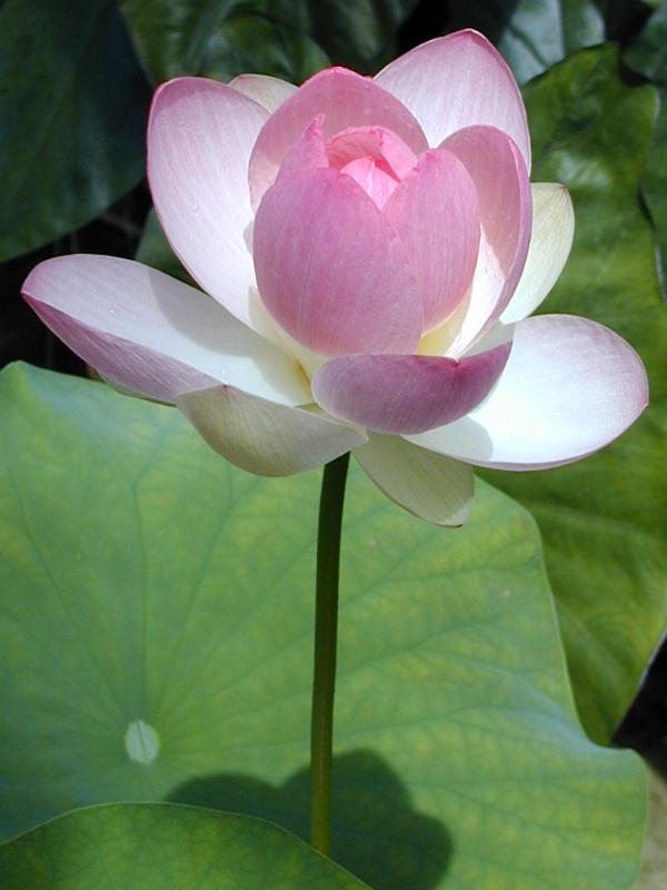 Cambridge, England: Botanic Garden: Sacred Lotus (Nelumbo nucifera Gaertn.) with flower opening