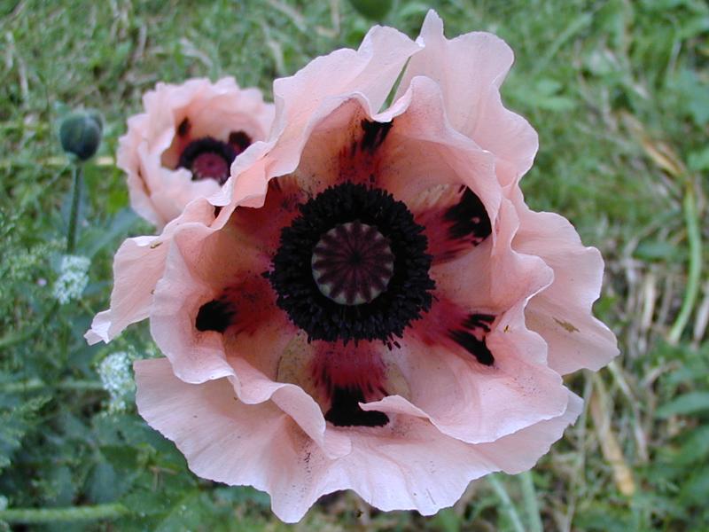 Cambridge, England: Pembroke College: Pink Poppy (Papaver)