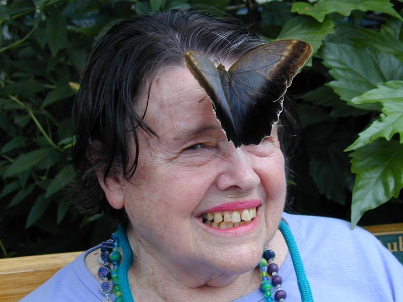 South Deerfield, Massachusetts (MA): Magic Wings: Owl Butterfly (Caligo eurilochus) on woman's forehead