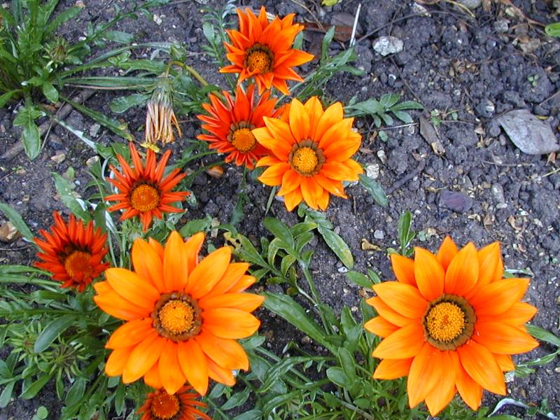Cambridge, England: Botanic Garden: Gazania 'Kiss Bronze'