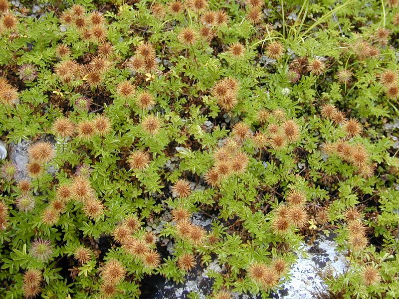 Cambridge, England: Botanic Garden: Biddy Biddy (Acaena novae-zelandiae)