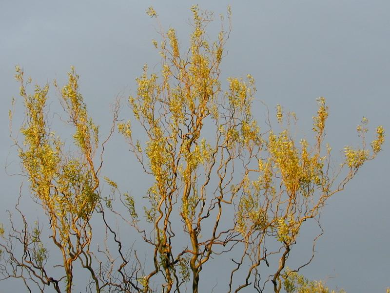 Cambridge, England: Roseford Road: Corkscrew (Contorted) Willow (Salix matsudana 'Tortuosa') in summer