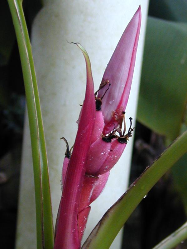 Cambridge, England: Botanic Garden: Hot Pink Banana (Musa velutina)