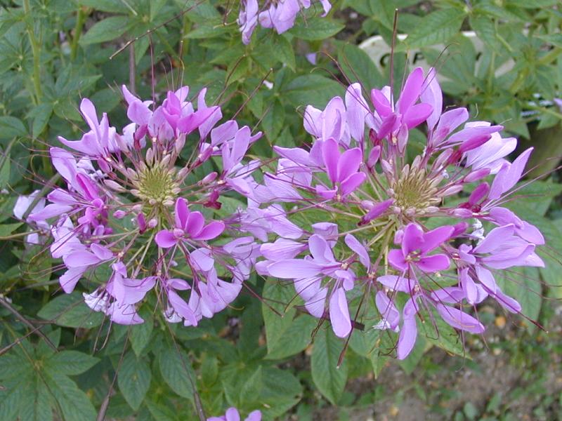 Cambridge, England: Botanic Garden: Cleome violacea