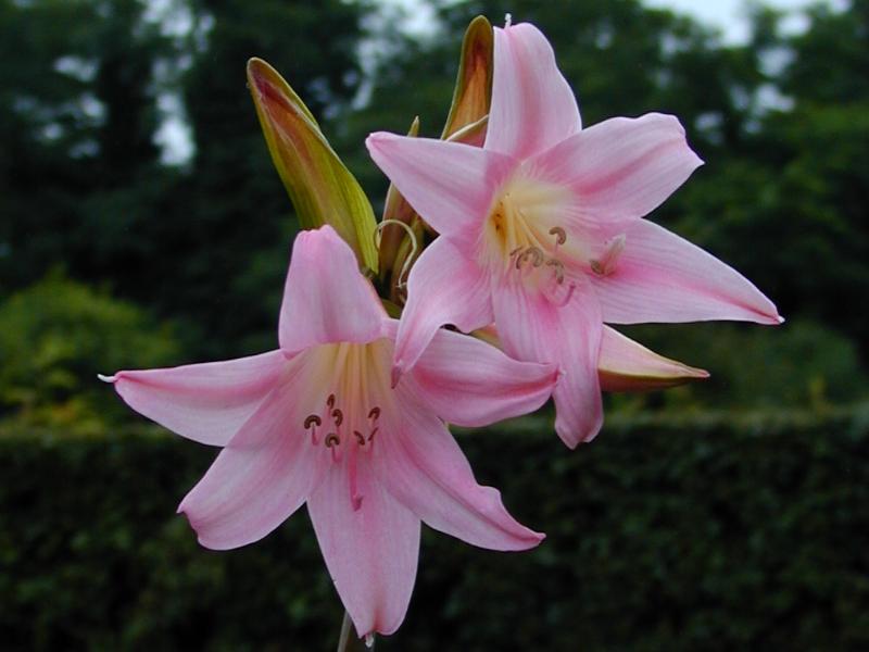 Cambridge, England: Botanic Garden: Jersey Lily (Amaryllis belladonna, Hippeastrum equestre)