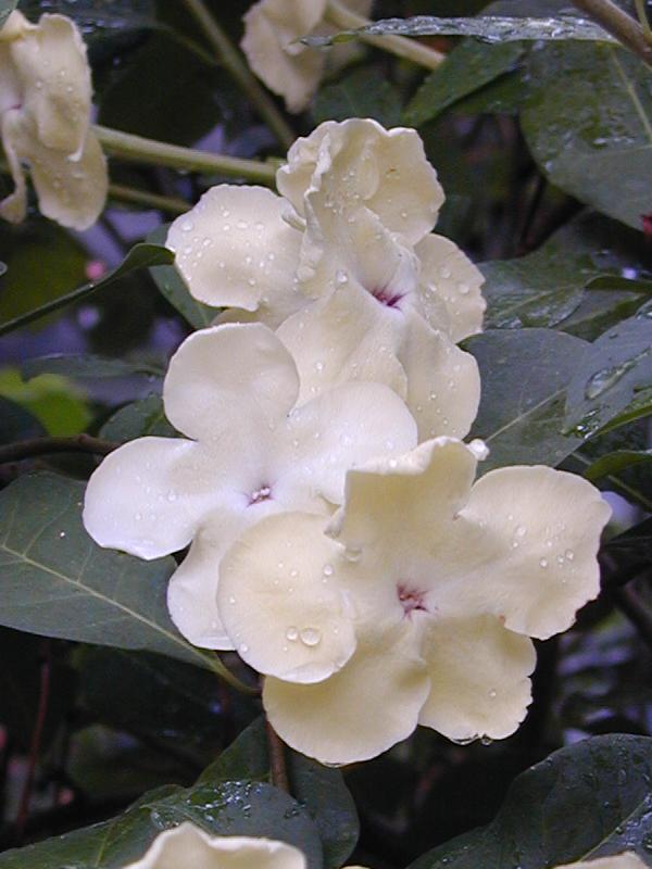 Cambridge, England: Botanic Garden: Lady of the Night (Brunfelsia americana)