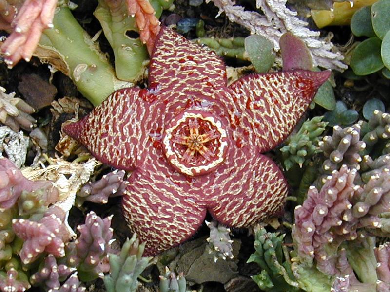Cambridge, England: Botanic Garden: Carrion Flower (Stapelia variegata)