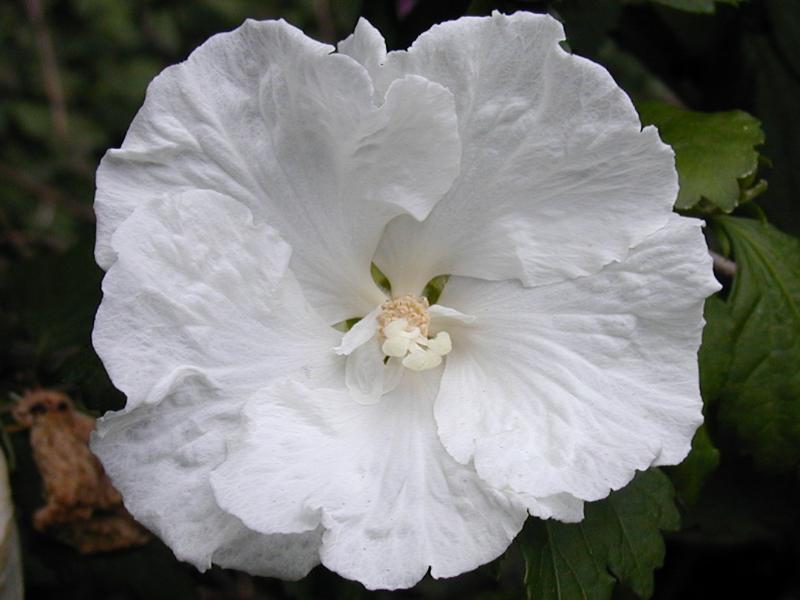 Cambridge, England: Botanic Garden: Hibiscus syriacus 'Diana'