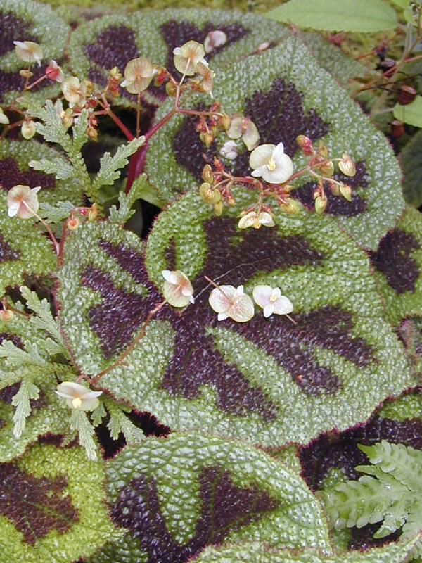 Cambridge, England: Botanic Garden: Iron Cross Begonia (Begonia masoniana Irmsch.)