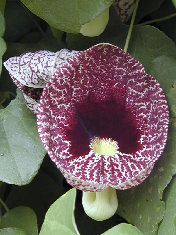 Cambridge, England: Botanic Garden: Calico Flower (Aristolochia elegans Mast. or littoralis)