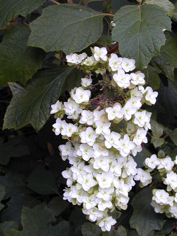 Cambridge, England: Botanic Garden: Oak-leaved Hydrangea (Hydrangea quercifolia 'Snow Flake')