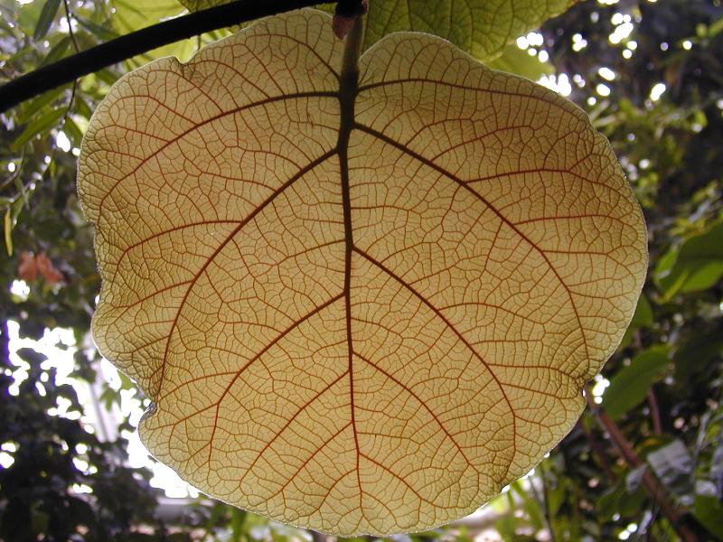 Cambridge, England: Botanic Garden: Sea Grape (Coccoloba pubescens) leaf