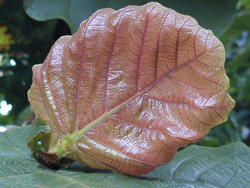Cambridge, England: Botanic Garden: Sea Grape (Coccoloba pubescens) leaf