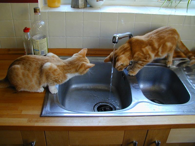 Cambridge, England: Garden Walk: Nancy and Tigger (the cats) watching water