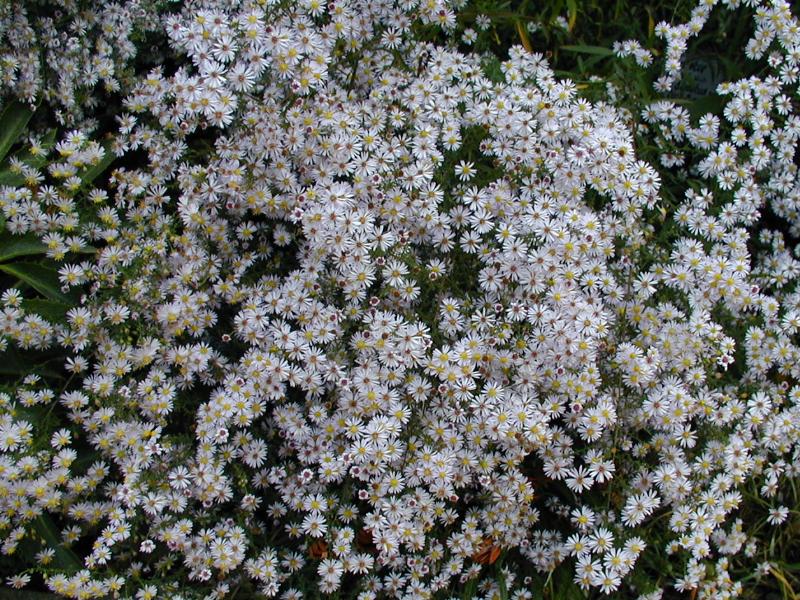 Cambridge, England: Botanic Garden: Aster pilosus var. Demotus 'Pink Cloud'