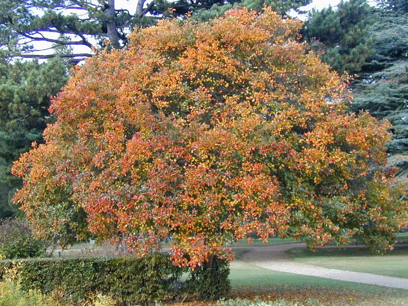 Cambridge, England: Botanic Garden: Hawthorn (Crataegus persimilis 'Prunifolia') autumn foliage