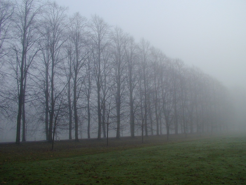 Cambridge, England: Trinity College: The Avenue in fog