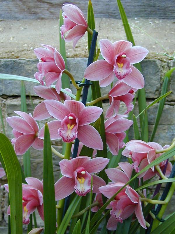 Cambridge, England: Botanic Garden: Orchid (Cymbidium Ben Venue 'Cooksbridge')