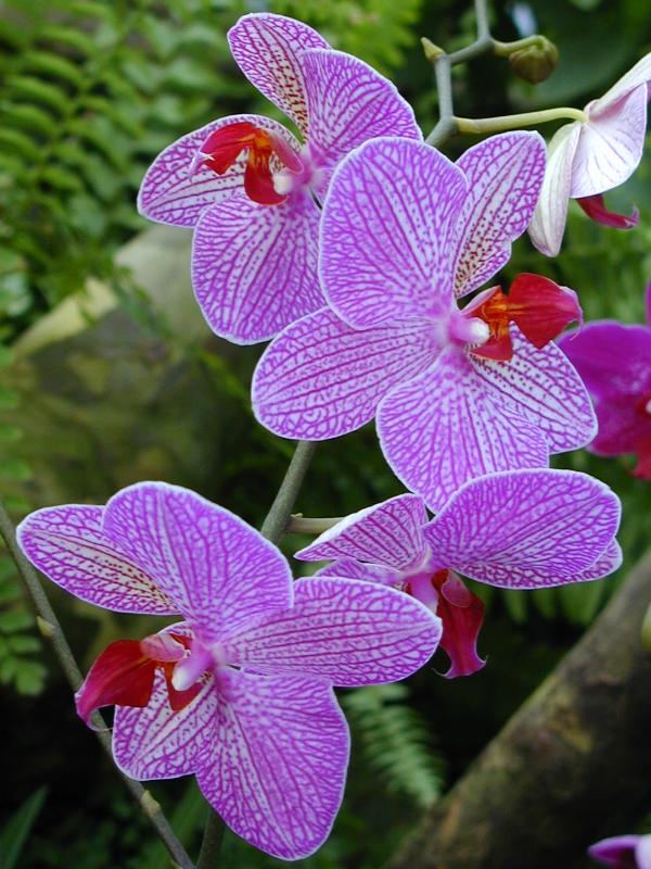 Cambridge, England: Botanic Garden: Orchid (Phalaenopsis)