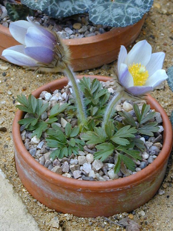 Cambridge, England: Botanic Garden: Pulsatilla alpina ssp. apiifolia