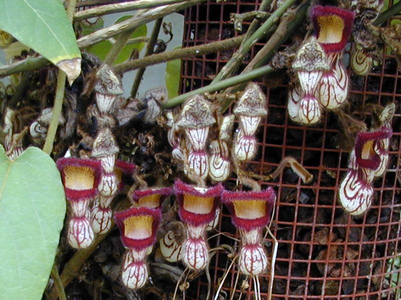 Cambridge, England: Botanic Garden: Aristolochia cathcartii Hook.f.