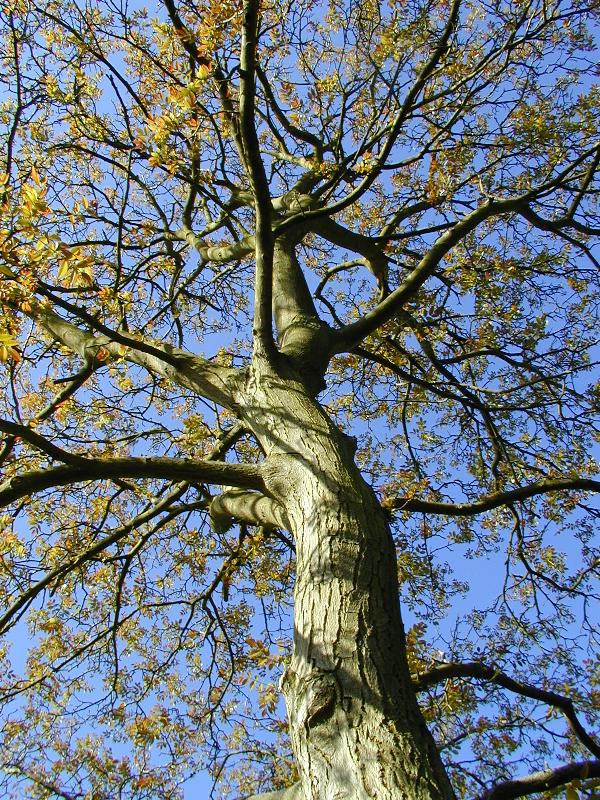 Cambridge, England: Roseford Road: Common Walnut Tree (Juglans regia)