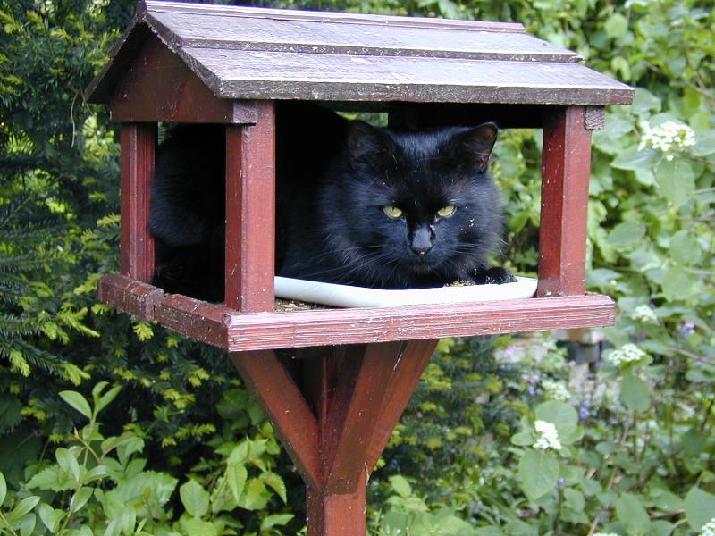 Cambridge, England: Roseford Road: Czarek (the cat) trying to be inconspicuous in bird feeder