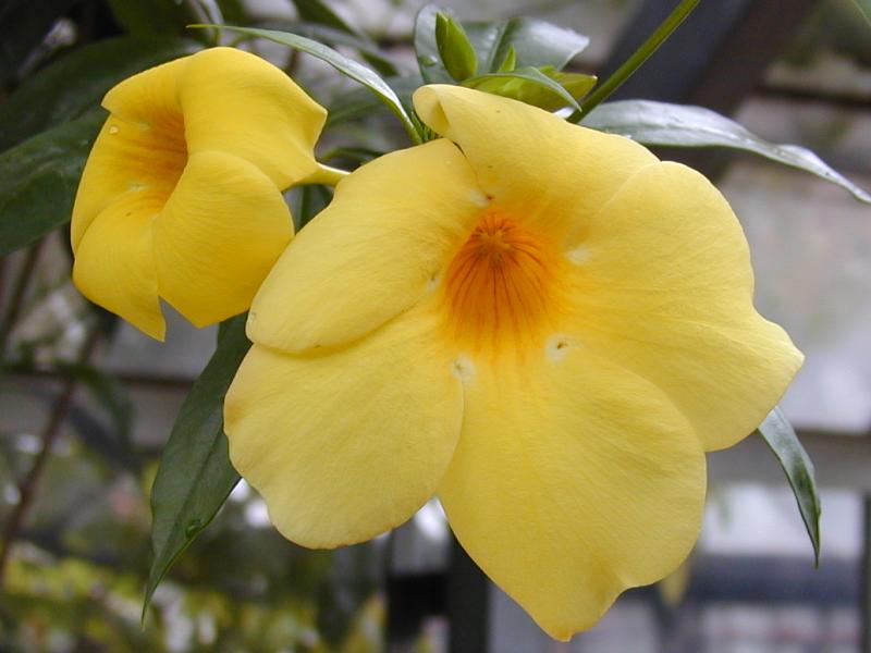 Cambridge, England: Botanic Garden: Golden Trumpet (Allamanda cathartica L. var. schottii)
