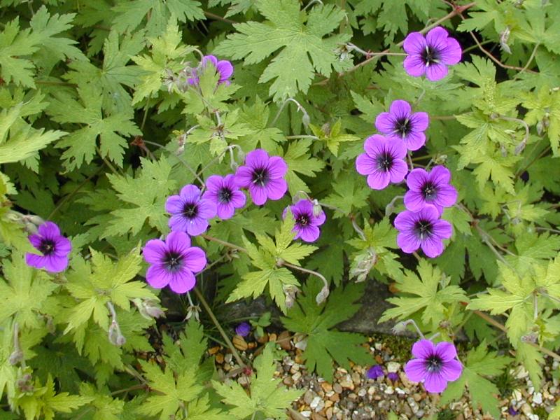 Cambridge, England: Botanic Garden: Geranium procurrens x psilostemon 'Ann Folkard'