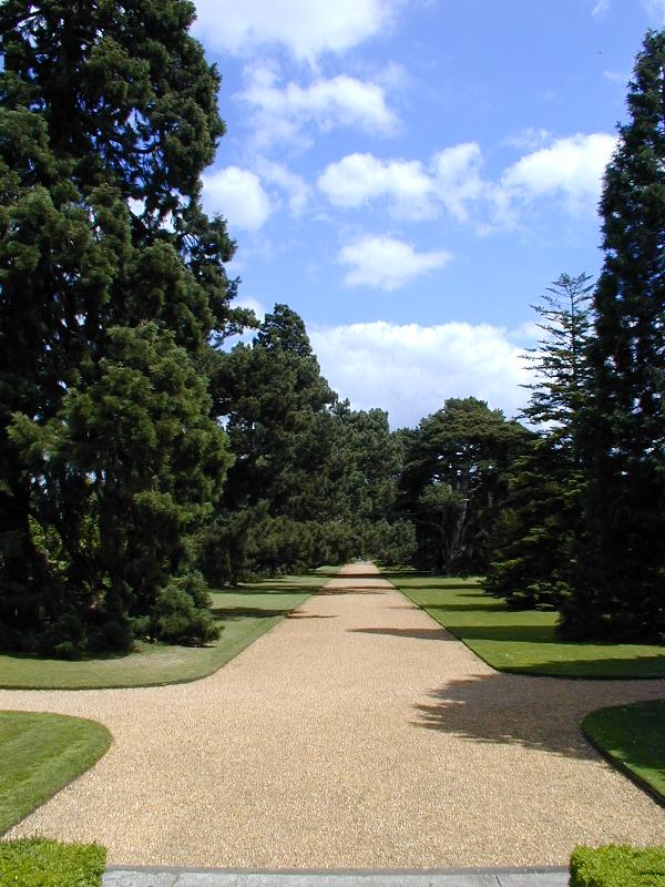 Cambridge, England: Botanic Garden: main avenue (showing some of oldest trees in garden)