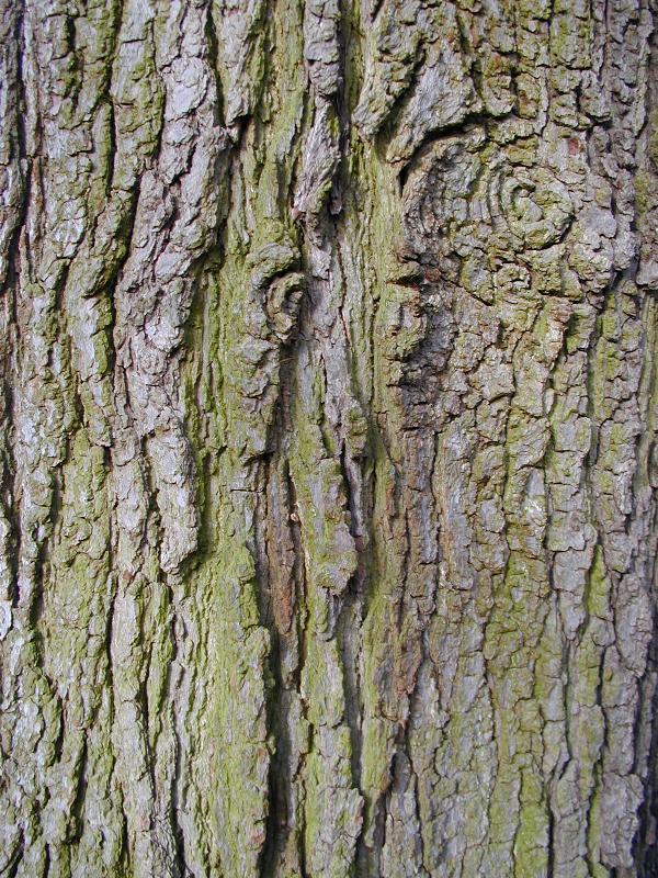 Cambridge, England: Botanic Garden: Cambridge Oak (Quercus warburgii) bark