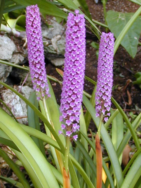 Cambridge, England: Botanic Garden: Orchid (Arpophyllum giganteum)