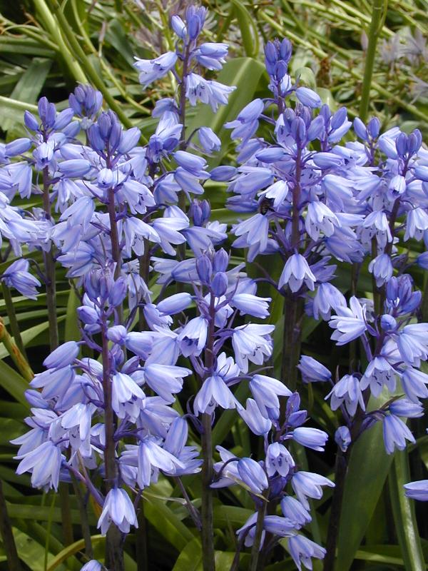 Cambridge, England: Botanic Garden: Bluebells (Endymion or Hyacinthoides)