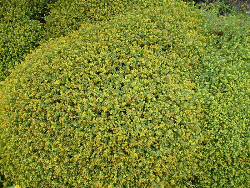 Cambridge, England: Botanic Garden: Euphorbia spinosa