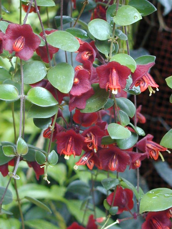 Cambridge, England: Botanic Garden: Aeschynanthus tricolor Hook.