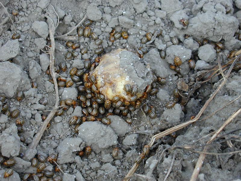 Northampton, Massachusetts (MA): Colorado Potato Beetles (Leptinotarsa decimlineata) having lunch