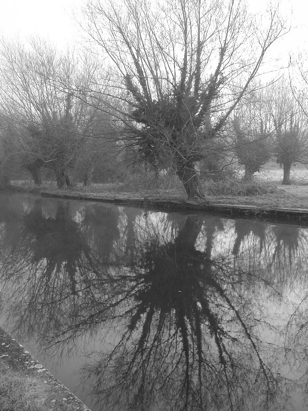 Cambridge, England: Cam: pollarded willow in fog (black and white)