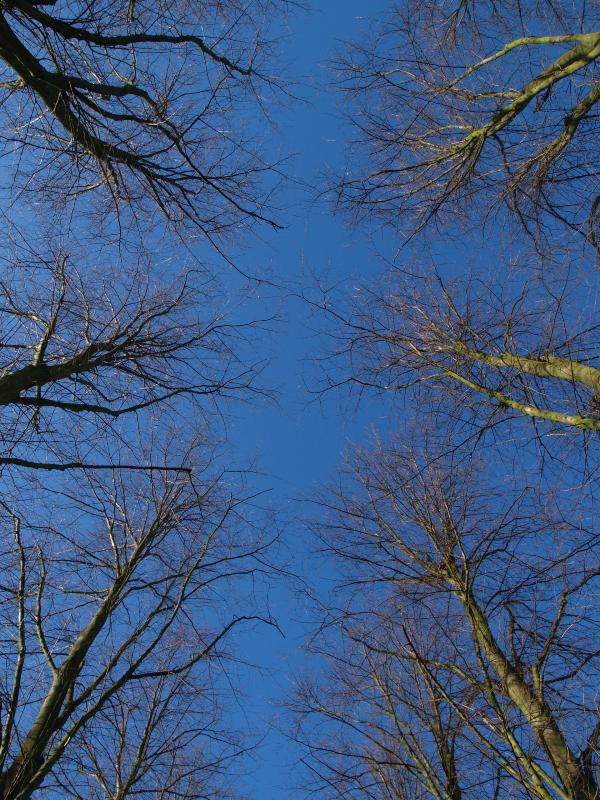 Cambridge, England: Trinity College: Lime (Tilia) tree tops on The Avenue
